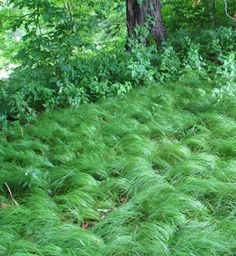 green grass growing on the ground in front of trees