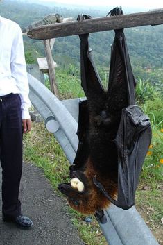 a man standing next to a bat hanging upside down