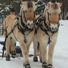 two horses pulling a sleigh in the snow