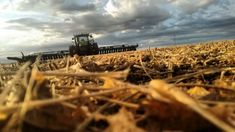 a tractor is driving in the middle of a corn field under a cloudy blue sky