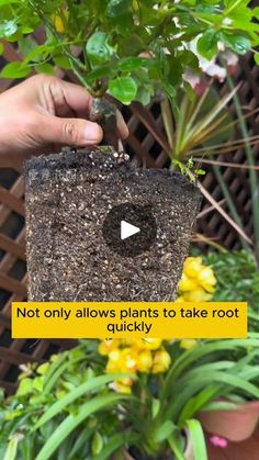 someone is holding up a potted plant in their hand with the caption not only allows plants to take root quickly