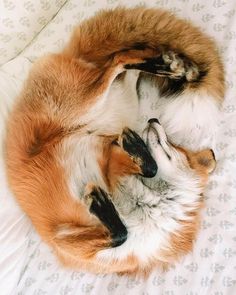 an orange and white fox curled up on top of a bed with its paws in the air