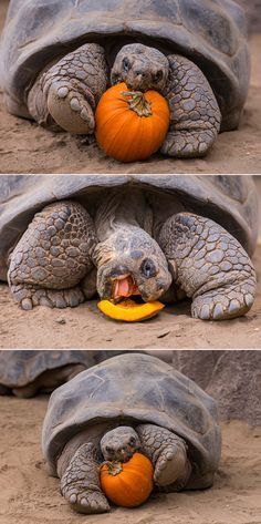 an image of a tortoise with a pumpkin in it's mouth and the caption says, if anyone goes n to bed