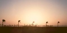 palm trees are silhouetted against the setting sun