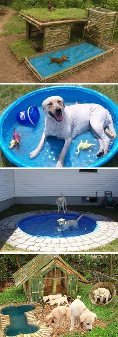 two pictures of dogs in an above ground pool