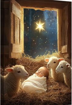 a baby is laying in the hay with three lambs next to it and a star above