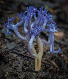 a close up of a blue flower on the ground