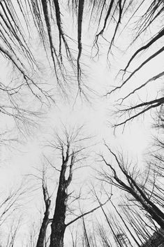 looking up at the tops of tall trees in a forest with no leaves on them