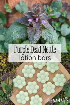 Purple Dead Nettle, Lotion Bar Recipe, Common Garden Weeds, Cleansing Herbs, Lotion Bars Recipe, Herbal Remedies Recipes, Salve Recipes, Medicinal Herbs Garden, Herbal Salves