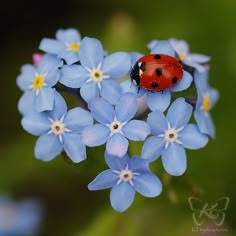 a lady bug sitting on top of blue flowers