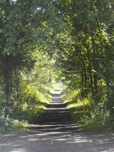 a dirt road surrounded by trees and greenery in the middle of the day with no one on it