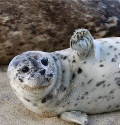 a grey seal laying on top of a sandy beach next to a brown and white rock