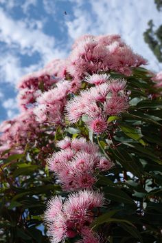 pink flowers are blooming on the branches of a tree with blue sky in the background