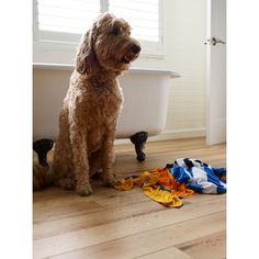 a dog sitting on the floor in front of a bathtub with towels and toys