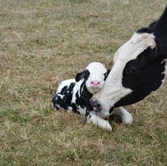 a black and white cow nuzzles its baby calf's head in the grass