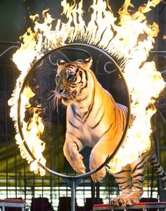 a tiger is in the middle of a ring of fire