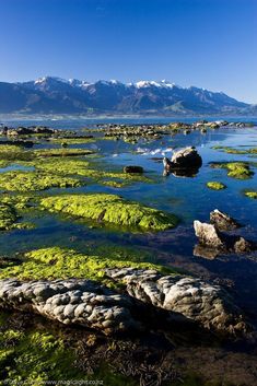 green moss growing on rocks in the water with mountains in the backgroung