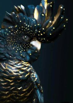 a black bird with gold spots on it's feathers