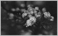 black and white photograph of flowers in bloom