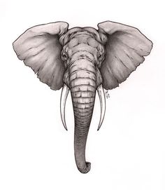 an elephant's head is shown in this black and white drawing by artist mark stewart