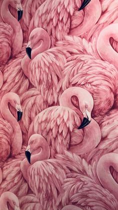 pink flamingos are gathered together in the water