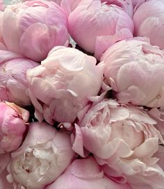 a bunch of pink peonies sitting on top of each other in a pile