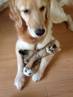 a dog laying on the floor holding a kitten