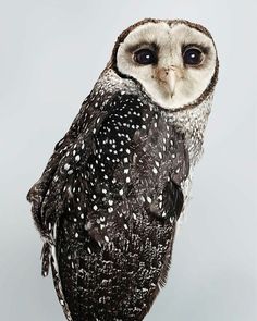 an owl sitting on top of a wooden post with its eyes wide open and it's head turned to the side