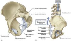 Pelvis and Perineum | Clinical Gate Body Workout Plan, Skeletal, Anatomy, Gate