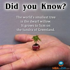 a person holding a small plant in their hand with the caption did you know?