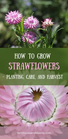 two pictures of pink strawflowers in the garden Zone 9 Gardening, Diy Dried Flower Arrangement, Long Lasting Flowers, Straw Flowers, Grow From Seed, Growing Gardens, Everlasting Flowers, Cut Flower Garden, Annual Flowers