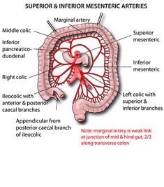 the structure of the human body and its major functions, including blood vessels in the stomach