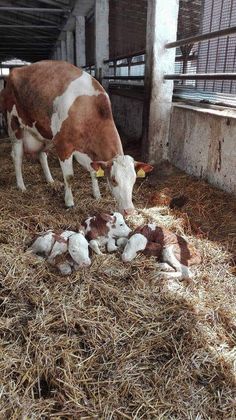 a brown and white cow eating hay with her babies