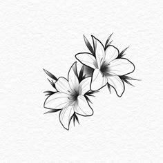 black and white flowers with leaves on the bottom, one flower is in the middle