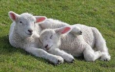 two baby lambs cuddle together in the middle of a grassy field, with one laying on its back