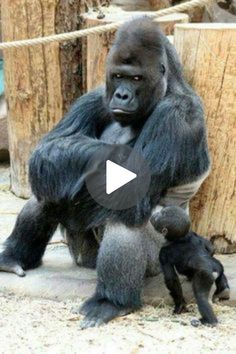 a baby gorilla is sitting next to an adult gorilla and holding it's mother