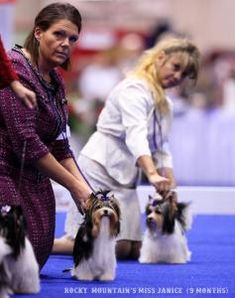 two women with small dogs at a dog show