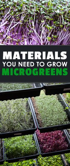 several trays filled with plants and the words materials you need to grow microgreens