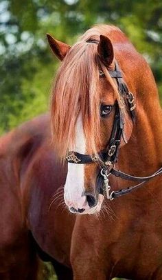 a brown horse with blonde hair standing in the grass