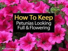 pink petunias with the words how to keep petunias looking full and flowering