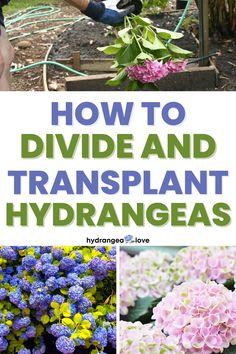 how to divide and transplant hydrangeas in the garden with pictures of flowers