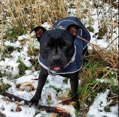 a black dog wearing a blue jacket standing in the snow with it's tongue out