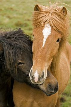 two brown horses standing next to each other on a lush green field