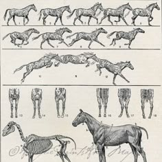 an old book with horses in different poses and body parts, including the horse's skeleton