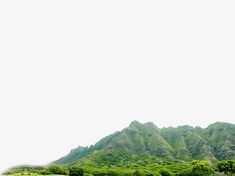 two cows are grazing in a field with mountains in the backgrounnds