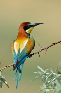 a colorful bird sitting on top of a tree branch