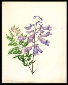 a painting of purple flowers and green leaves