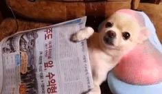 a small dog laying on top of a couch next to a pile of newspapers and a blue ball