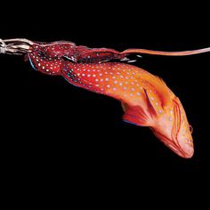 an orange and red fish with white dots swimming in the dark water on a black background