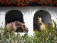 two horses are standing in the windows of a building with red flowers growing on it